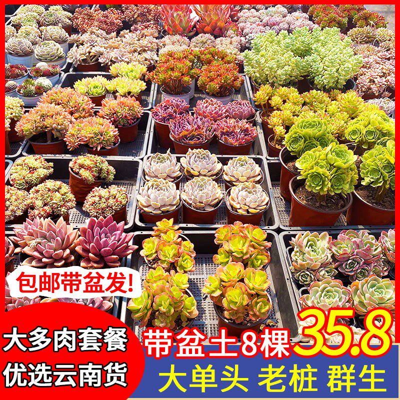 大棵多肉组合套餐带盆发8棵包邮云南货新手好养石莲花Z大单头老桩