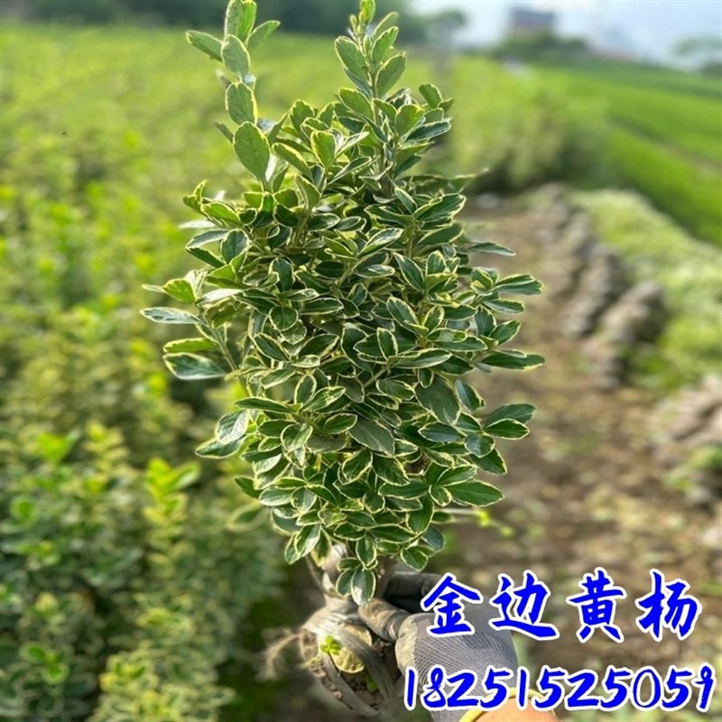 金边黄杨a球树苗花叶冬青庭院行道耐寒四季常青绿化工程篱笆墙植