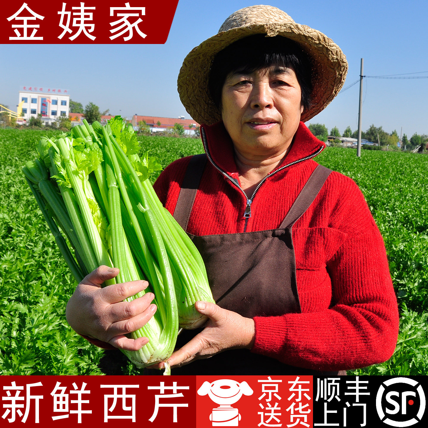 [金姨家]山东新鲜西芹榨汁专用现割现发寿光蔬菜寄京东/顺丰包邮