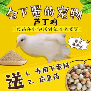 下蛋王芦丁e鸡宠物鸡幼鸡网红迷你鸡全色系阳台宠物45天成年青年