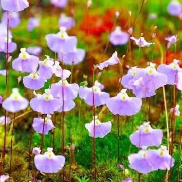 小白兔狸藻苔藓雨林缸微景观办公室水培食虫植物盆栽捕蝇草挖耳草