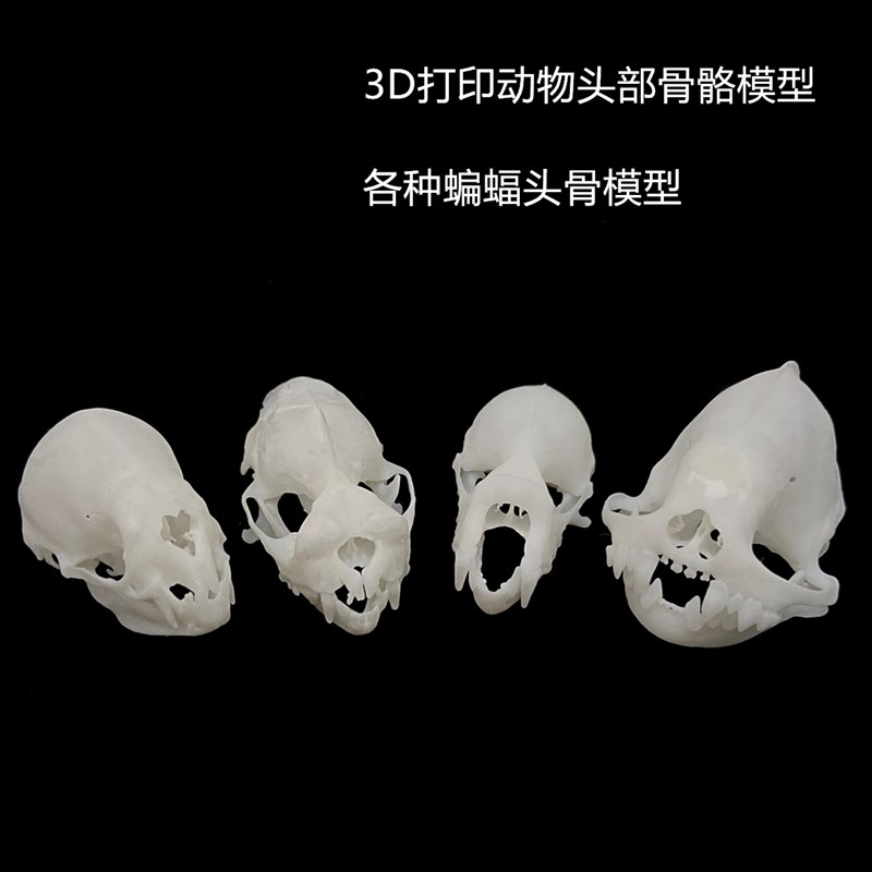 新款3D打印动物骨骼标本高精度模型光敏树脂摆件装V饰礼物收藏定