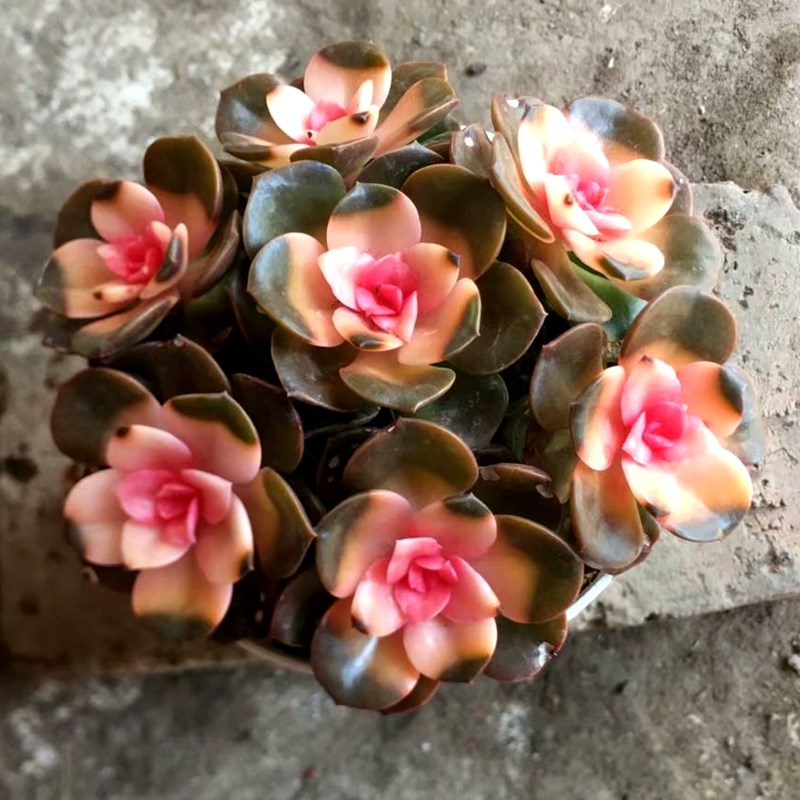 彩色粉巧克力锦多肉植物室内精品防辐射绿植盆栽稀有品种花卉景观