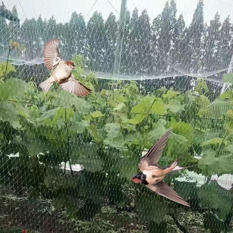 神器网果园专用果树防鸟网稻谷农作物防鸟网鱼虾蟹塘防鸟网