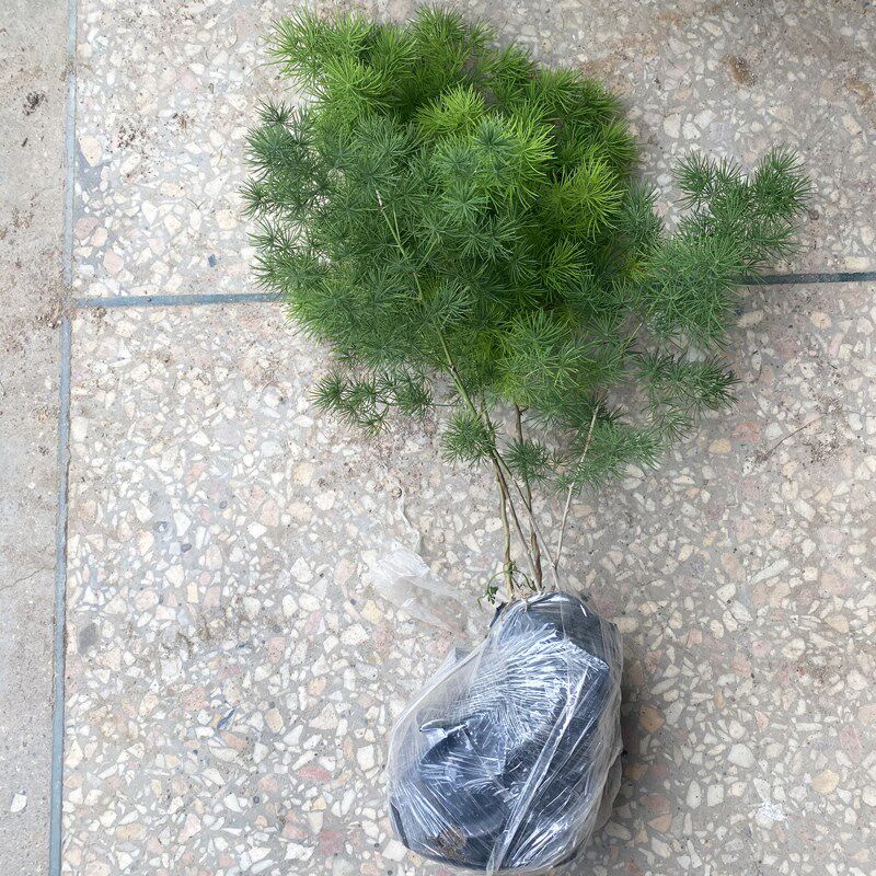 蓬莱松盆栽苗客厅室内小绿植老桩好养活阳台N庭院绿色植物喜阳耐