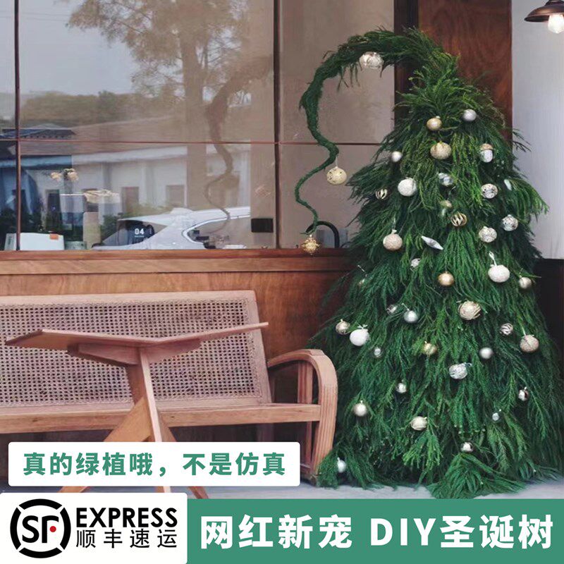 耶诞树歪脖子柳衫天竺少女植物diy耶诞装饰品室内桌面客厅场景布