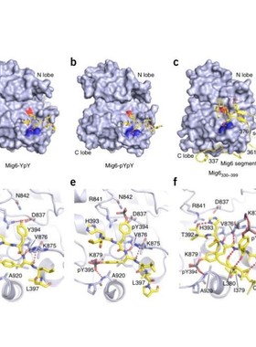 分子对接专业代做/做图分析/同源建模/SCI/PyMOL3D图/Ligplus2D图