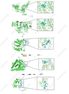 专业分子对接  网络药理学  autodock、vina代做
