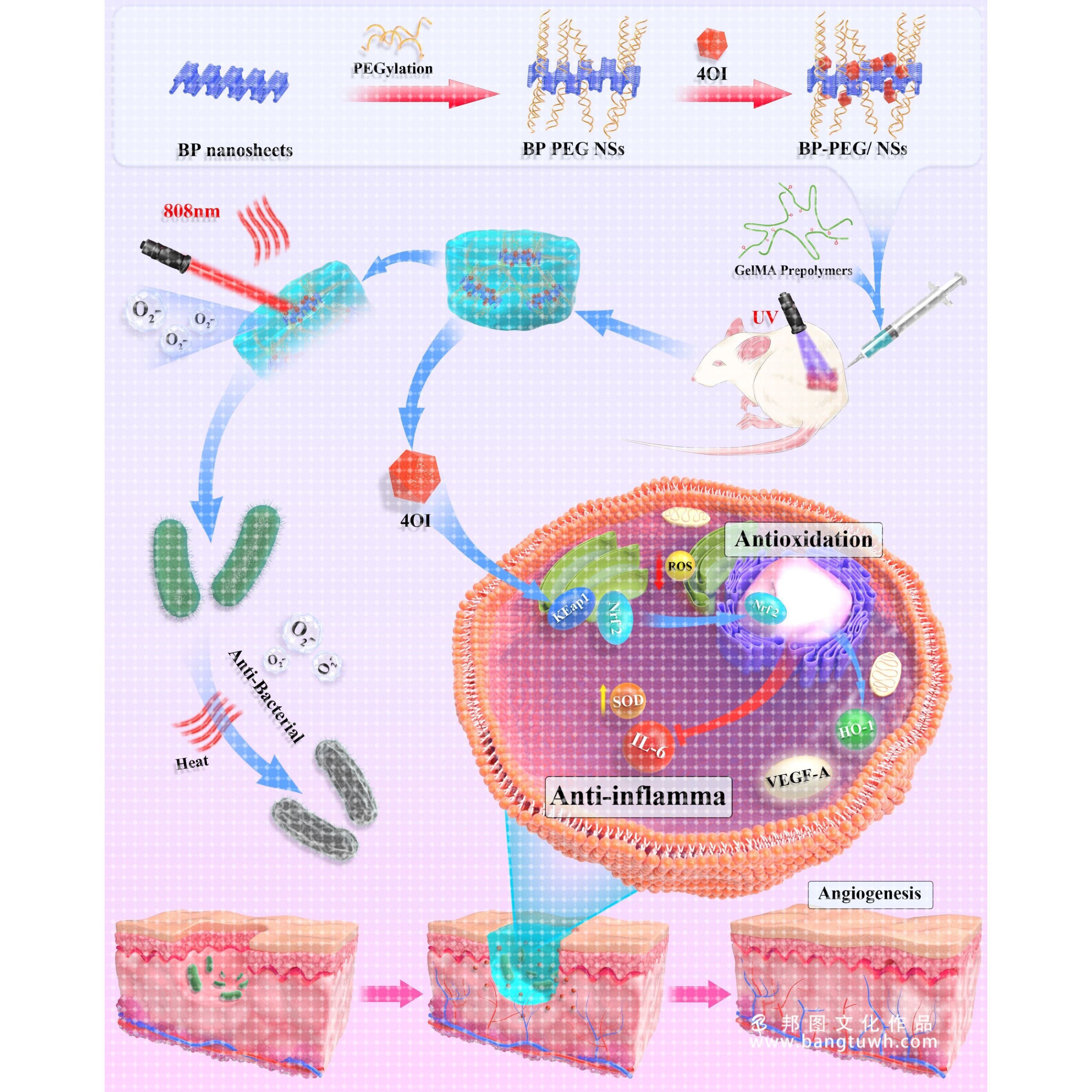 3dmax科研绘图国外SCI学术杂志封面配图美化生物医学动画插画设计