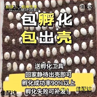稀缺质感西非侧颈龟沼泽侧颈龟蛋受精蛋剃刀麝香圆奥头盔果核蛋人