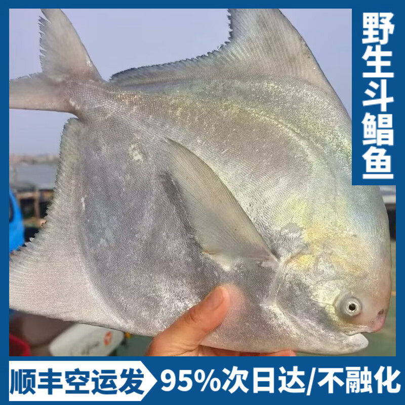 舟山特大斗鲳鱼新鲜冷冻长鳍乌鲳鱼鲜活速冻昌鱼超大仓鱼海鲜特产