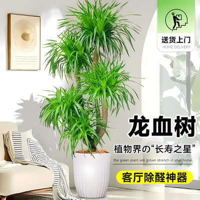苏月香龙血树盆栽室内大型绿植
