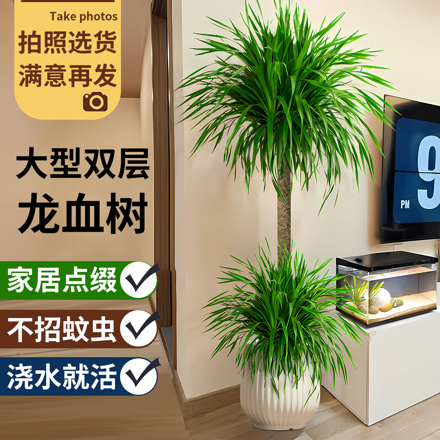 龙血树盆栽客厅大型绿植