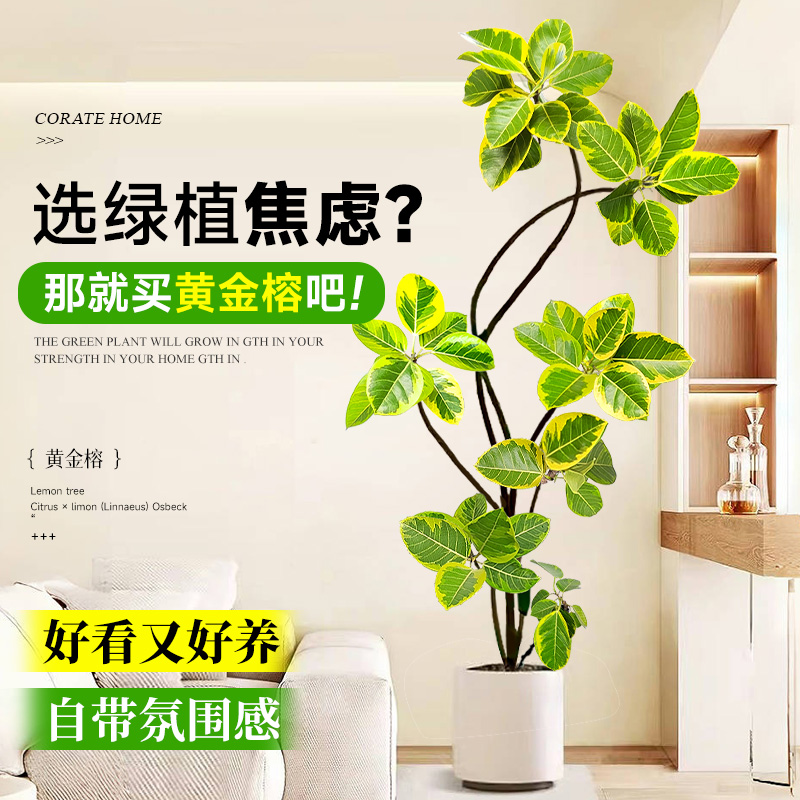 绿植盆栽客厅落地大号花叶室内