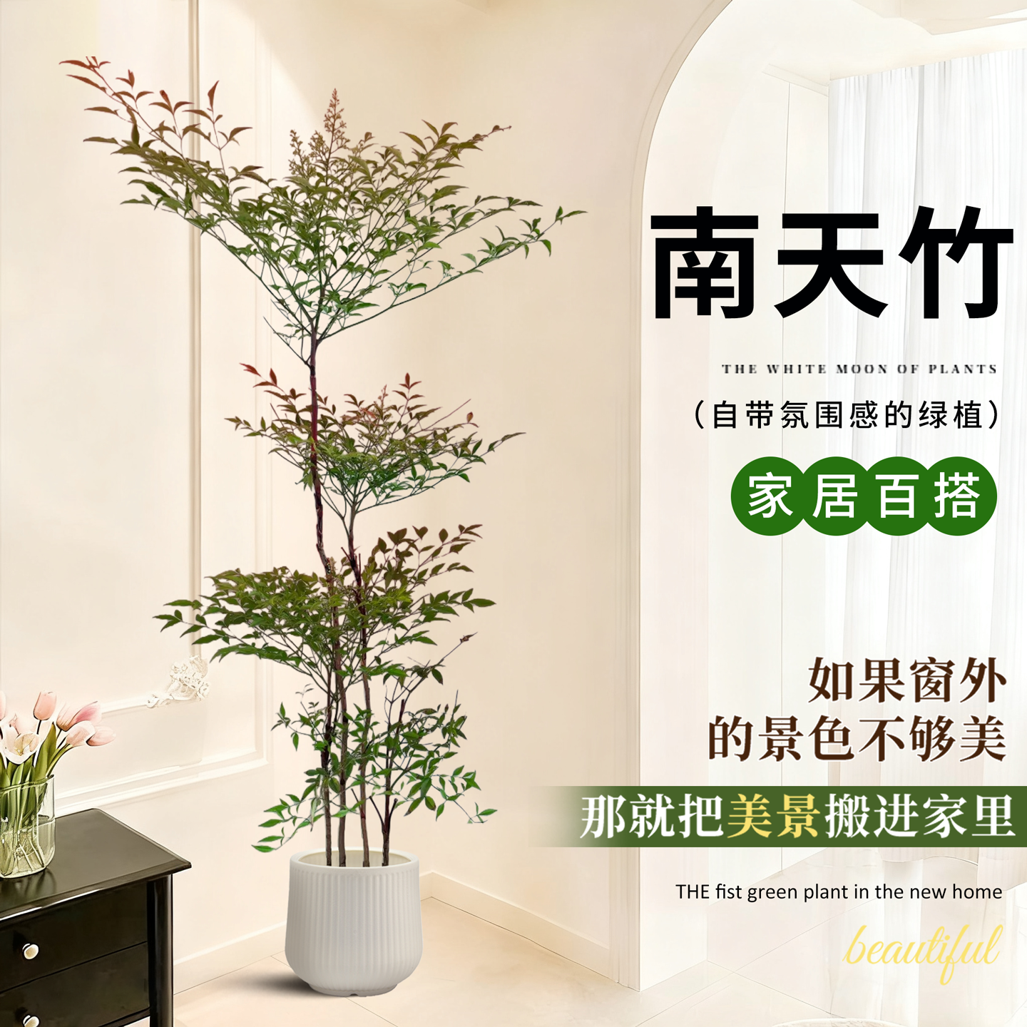 南天竹盆栽客厅真树绿植