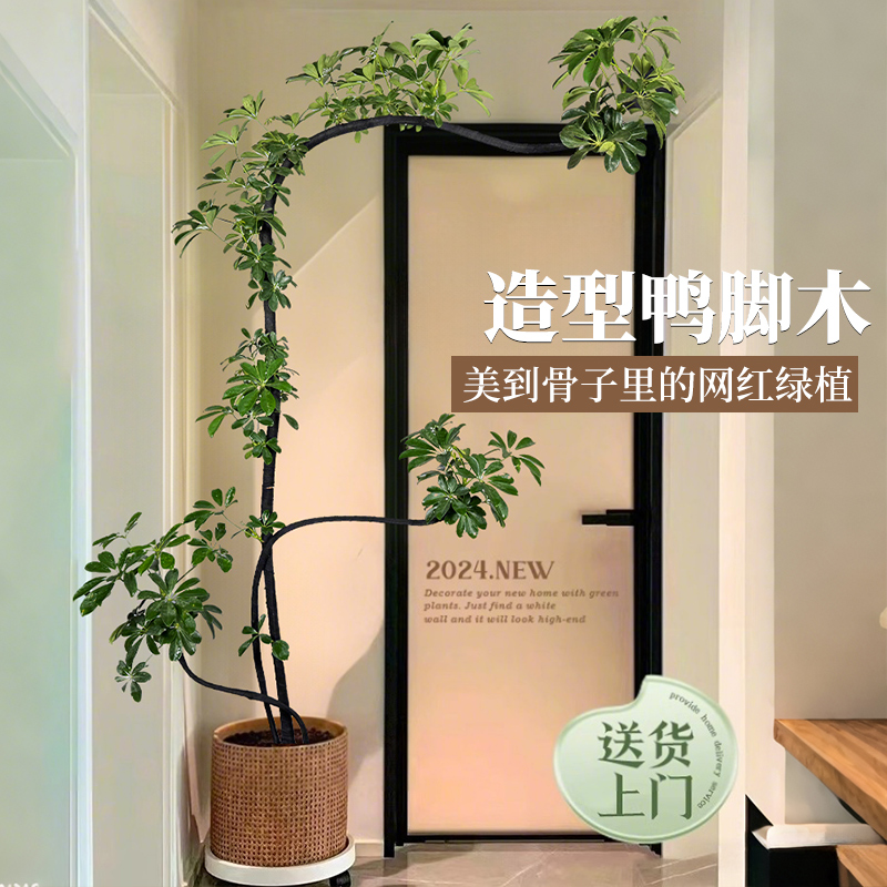 鸭脚木客厅大盆栽室内绿植高级感好养高端大气上档次植物大型树木