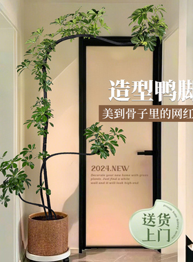 鸭脚木客厅大盆栽室内绿植高级感好养高端大气上档次植物大型树木