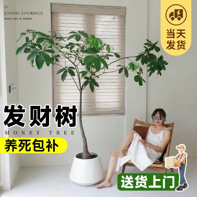 原生发财树客厅大盆栽八方来财