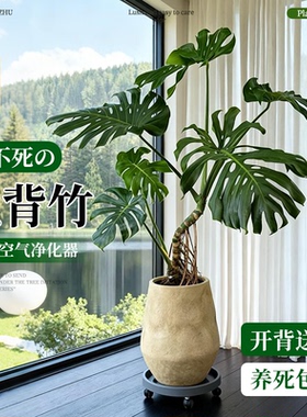 龟背竹客厅大盆栽老桩观赏网红绿植室内高级感客厅大型落地植物