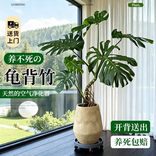 龟背竹客厅大盆栽老桩观赏网红绿植室内高级感客厅大型落地植物