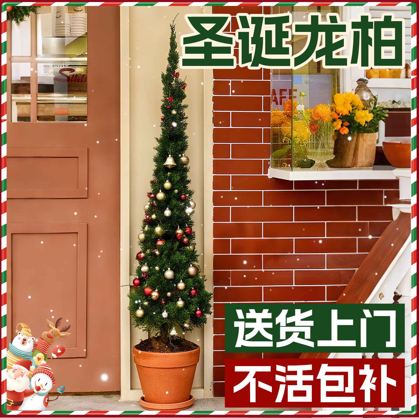 圣诞树真树龙柏树装饰品礼物氛围感摆件客厅室内大型绿植物好养