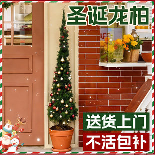 圣诞树真树龙柏树装饰品礼物氛围感摆件客厅室内大型绿植物好养