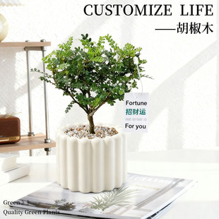 正宗清香木盆栽胡椒木老桩树苗盆景驱蚊植物室内绿植四季好养薄荷