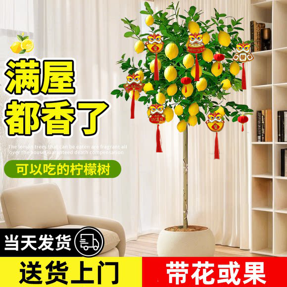 香水柠檬树盆栽带果客厅绿植大型植物室内阳台禄植四季好养除甲醛,鲜花速递/花卉仿真/绿植园艺,大型绿植/成品组合盆栽,淘宝优惠券,粉丝福利购,淘宝优惠卷