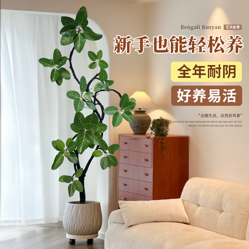 网红孟加拉榕盆栽大型室内客厅