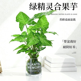 苔藓球绿精灵合果芋水培植物室内我是办公茶室客厅桌面绿植小盆景