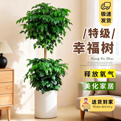 幸福树客厅盆栽大绿植净化空气