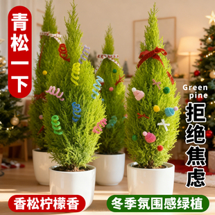 2025新款圣诞树香松盆栽放轻松桌面绿植香冠柏宝塔松摆件装饰礼物