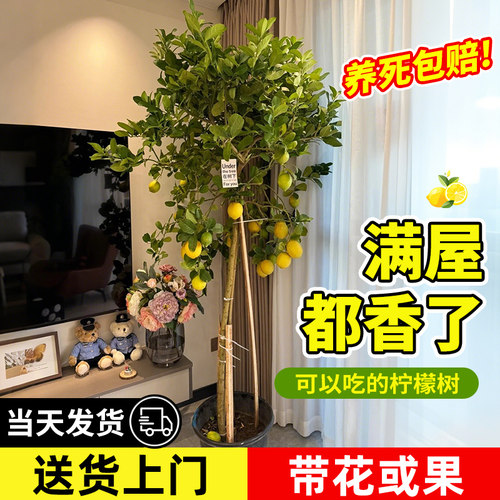柠檬树盆栽带果大型植物