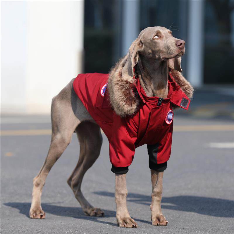 大型犬宠物狗狗衣服冬款潮牌防风狗狗大型犬保暖新年衣服棉衣大狗