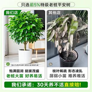 平安树大型绿植客厅盆栽四季好养活室内除甲醛植物常青大棵幸福树