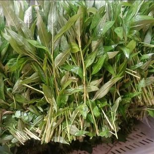 云南德宏新鲜蔬菜香蓼柳 香柳菜辣蓼草 芳香扑鼻 煮鱼撒撇凉拌