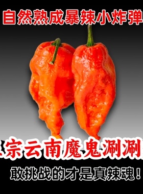 新鲜魔鬼涮涮辣云南德宏产地直供超特辣辣椒王断魂辣变态辣现摘