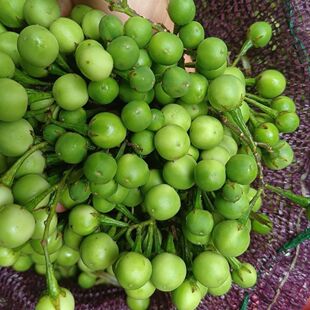 云南小苦子 德宏 特产野菜苦果 新鲜小苦子 苦味蔬菜 野生苦子果