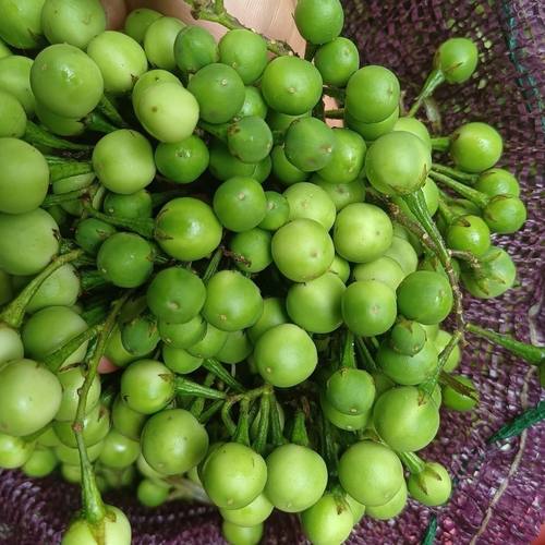 云南小苦子 德宏 特产野菜苦果 新鲜小苦子 苦味蔬菜 野生苦子果
