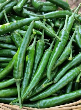 现摘云南新鲜青朝天椒青红小米辣椒小尖椒剁椒青米椒特辣小米椒