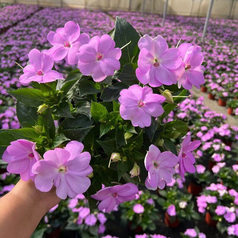 耐高温凤仙花盆栽阳台窗台花园顶楼露天花卉多年生带花观花植物