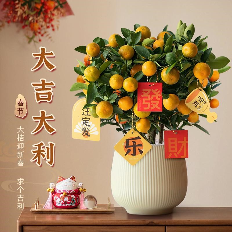 金桔树盆栽客厅旺宅植物室内带果盆景四季办公室桌面年宵花卉绿植