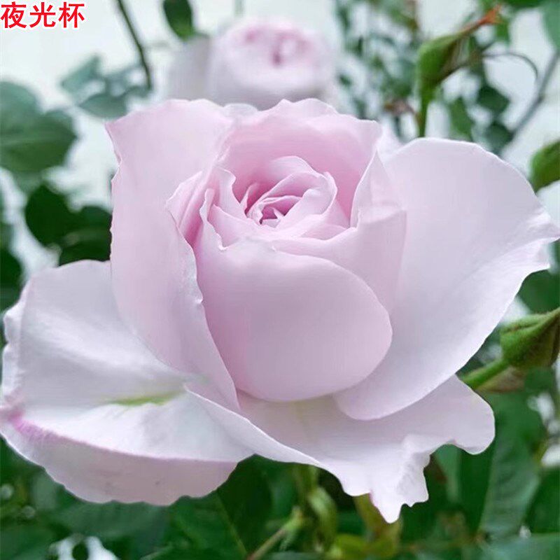夜光杯月季大花浓香朦胧美庭院阳台盆栽四季开花