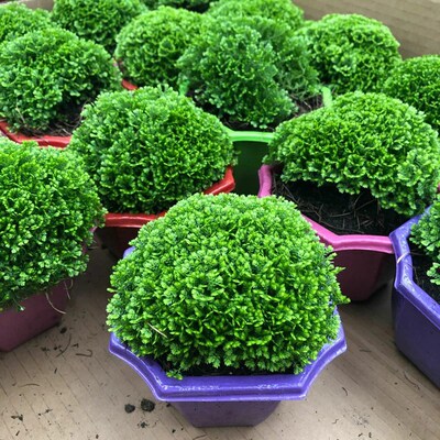 绿地球 绿珊瑚蕨类植物翠云草好养V活的桌面盆栽