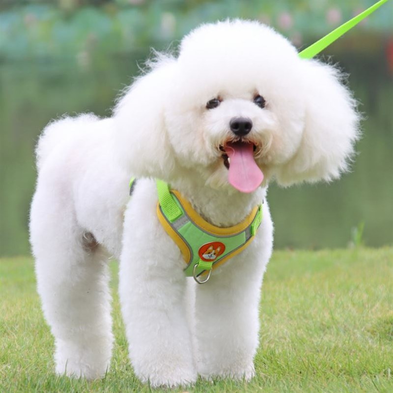 Dog Harness Dogs Leashs Mesh Chest StrJap Supplies Adjustabl