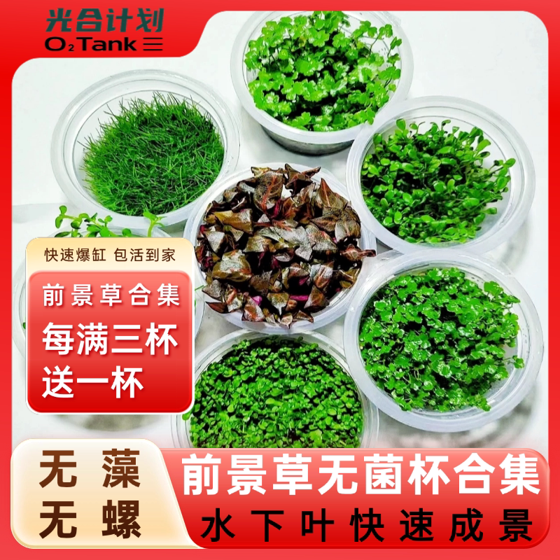 无菌杯水草前景草鱼缸造景迷你矮水草