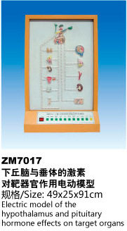 下丘脑与垂体的激素对靶气官作用电动模型