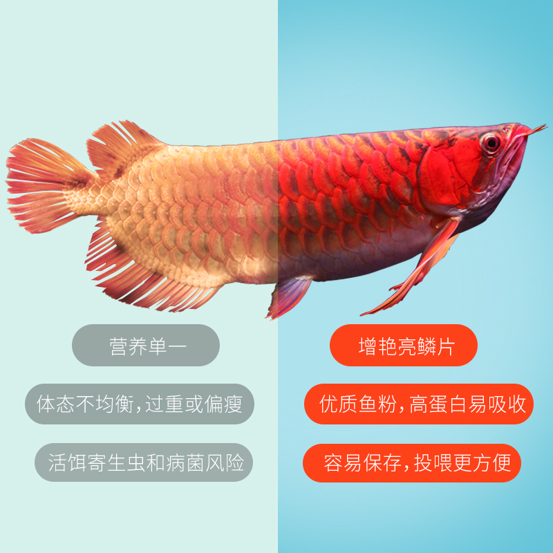 仟湖龙鱼饲料G2傲深观赏鱼粮增红增艳鱼饲料金龙鱼大型热带鱼鱼食