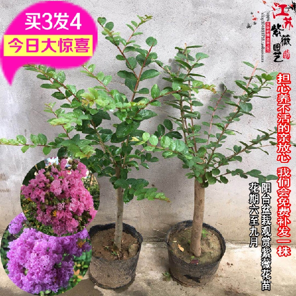 阳台盆栽紫薇花苗满堂红树苗v庭院绿化植物痒痒树北方耐寒百日红