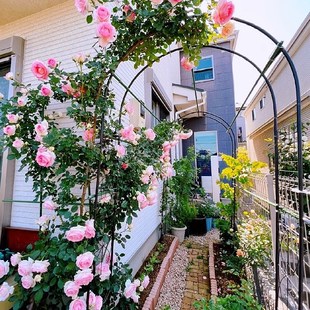 铁艺花架爬藤架花园拱门月季 饰 花支架铁线莲绿萝植物架户外庭院装